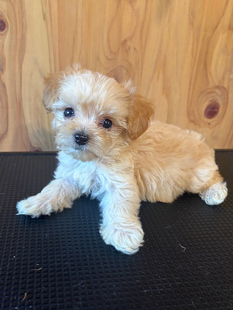 ワンニャンキッズ Mダックスフンド