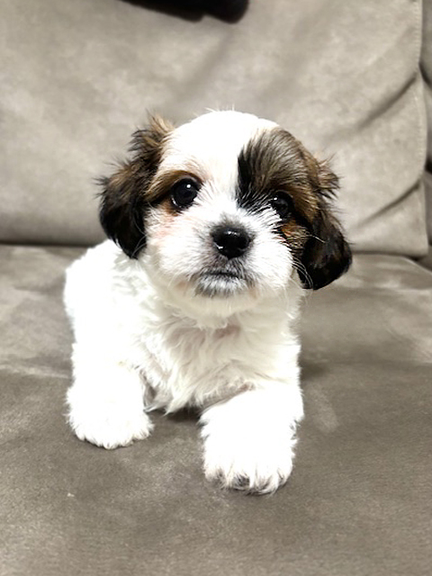 ワンニャンキッズ Mダックスフンド