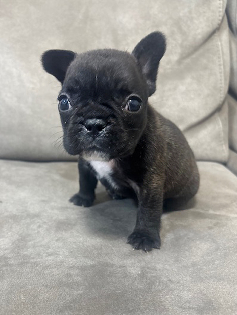 ワンニャンキッズ Mダックスフンド